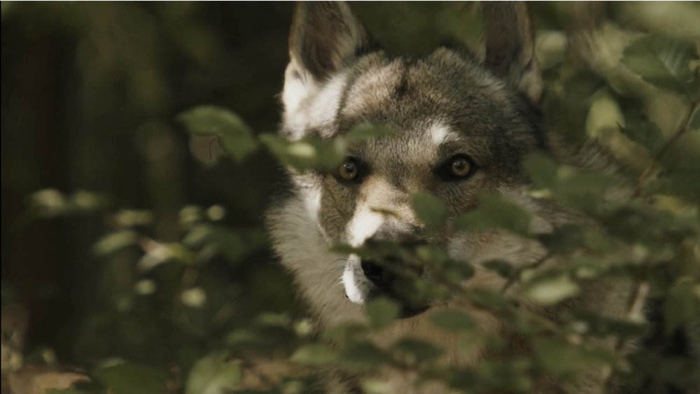 Locandina di Come Lupi nel Bosco