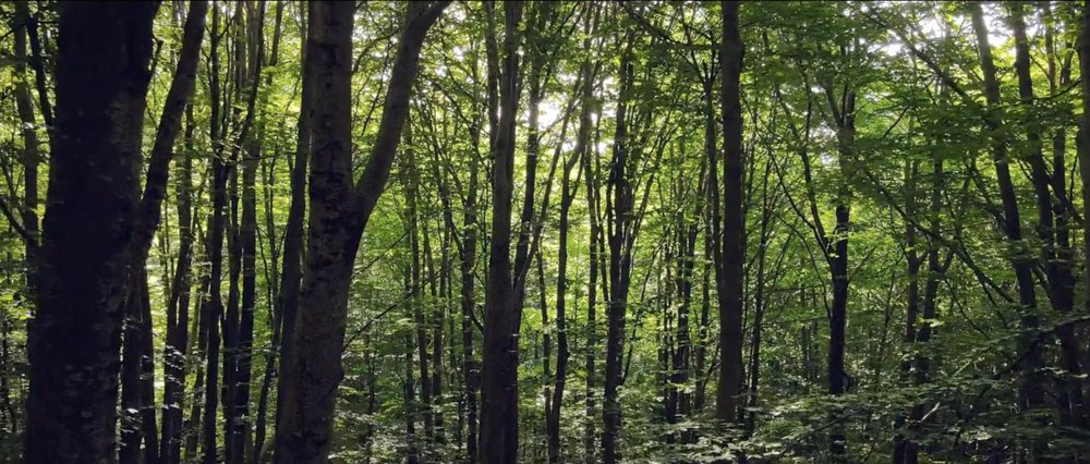 Locandina di Il sentiero dei lupi